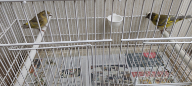 Lucherino testa nera diluito