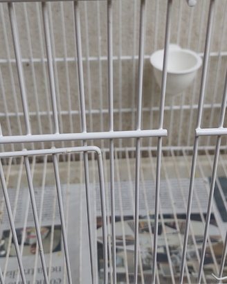 Lucherino testa nera diluito