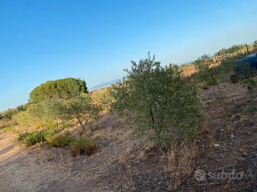 Terreno Agricolo