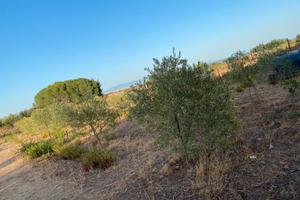 Terreno Agricolo