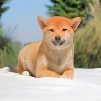 Cucciolina femmina di Shiba Inu rossa