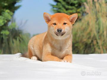 Cucciolina femmina di Shiba Inu rossa