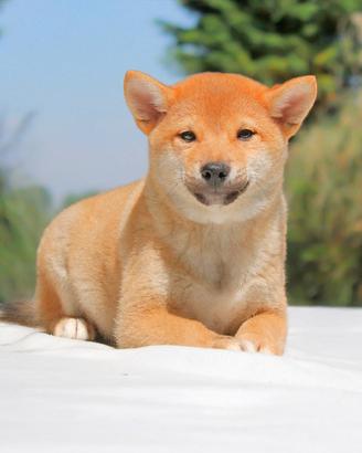 Cucciolina femmina di Shiba Inu rossa