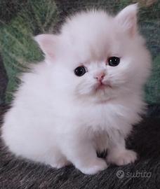 Cucciolo persiano maschio