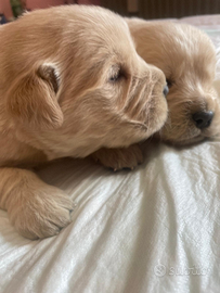 Cuccioli di Golden retriever