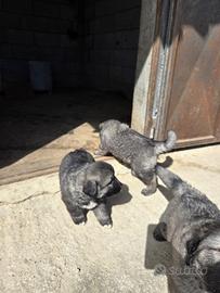 Cuccioli di pastore caucaso