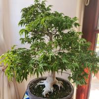 Bonsai acero Shishigashira 