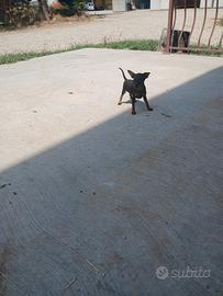 Cuccioli di pincher