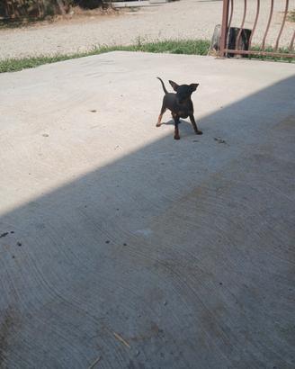 Cuccioli di pincher