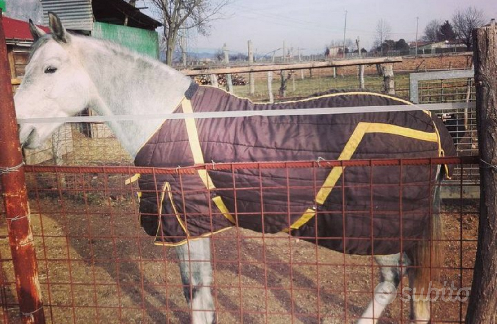 Coperta cavallo - Animali In vendita a Treviso