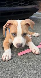 Cucciolo pitbull blue fawn terrier