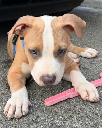 Cucciolo pitbull blue fawn terrier