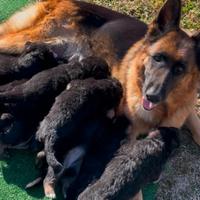 Cuccioli pastore tedesco FEMMINA