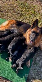 Cuccioli pastore tedesco FEMMINA