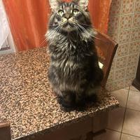 Maine Coon