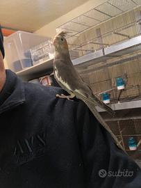 Calopsite allevata a mano