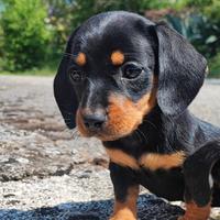 Bassotto Tedesco Cucciolo