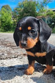 Bassotto Tedesco Cucciolo