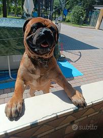 Bullmastiff maschio per monta