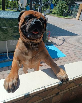 Bullmastiff maschio per monta