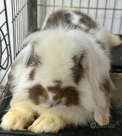 Coniglio incrocio ariete e mini lop