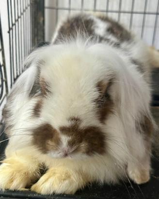 Coniglio incrocio ariete e mini lop