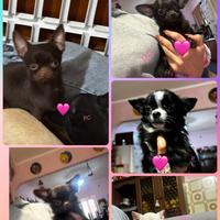 Cuccioli di chihuahua con pedigree