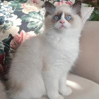 Cucciola Ragdoll