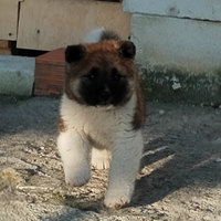 Cucciola akita americano