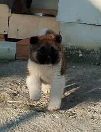 Cucciola akita americano