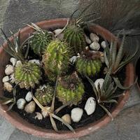 Piante grasse in vaso