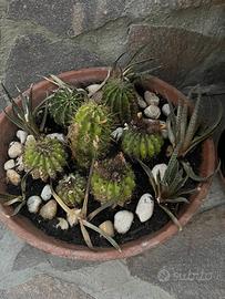 Piante grasse in vaso