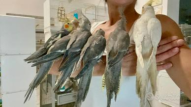 Calopsite allevate a mano