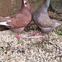 Coppia colombi california