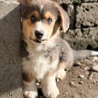 Cucciolo Welsh Corgi Pembroke