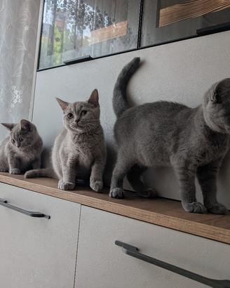 Gattini British 