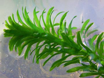 piante per acquario e laghetto sconti per i mix