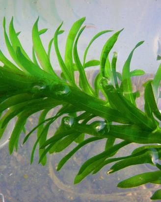 piante per acquario e laghetto sconti per i mix