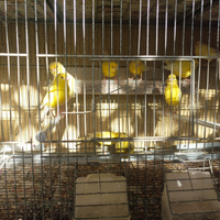 Canarini Novelli 2025