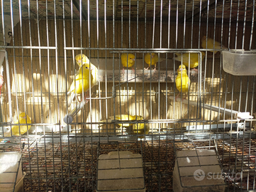 Canarini Novelli 2025