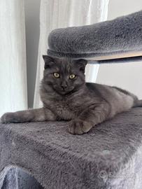 Gattina femmina Scottish Fold