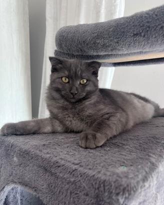 Gattina femmina Scottish Fold