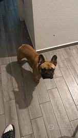 Bulldog per monta