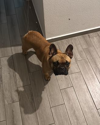Bulldog per monta