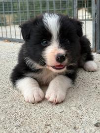 Border Collie