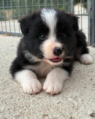 Border Collie