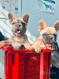 Bulldog francese