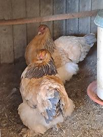 galline ornamentali 