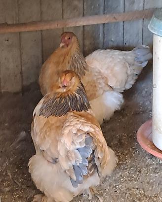 galline ornamentali 