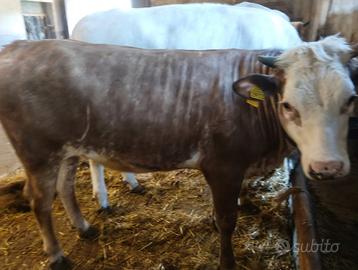 Vitella incrocio chianina
